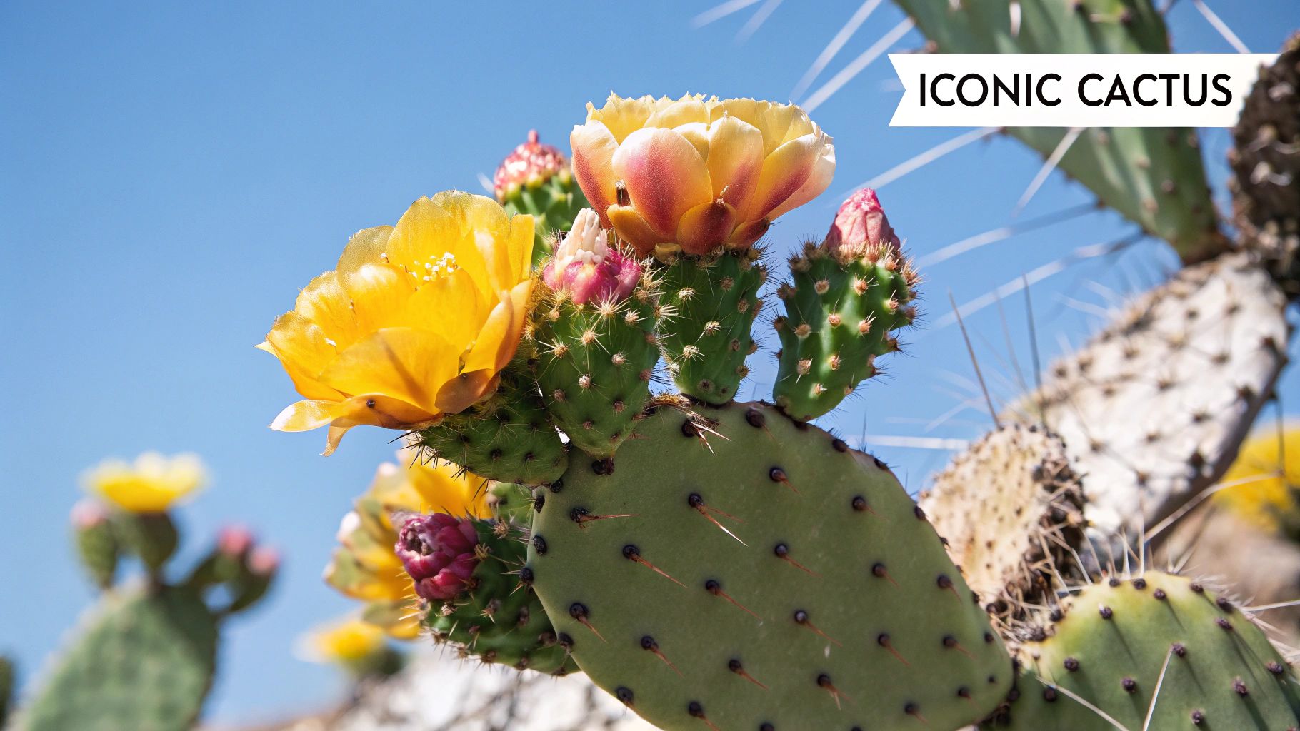 Prickly Pear Cactus (Opuntia species)