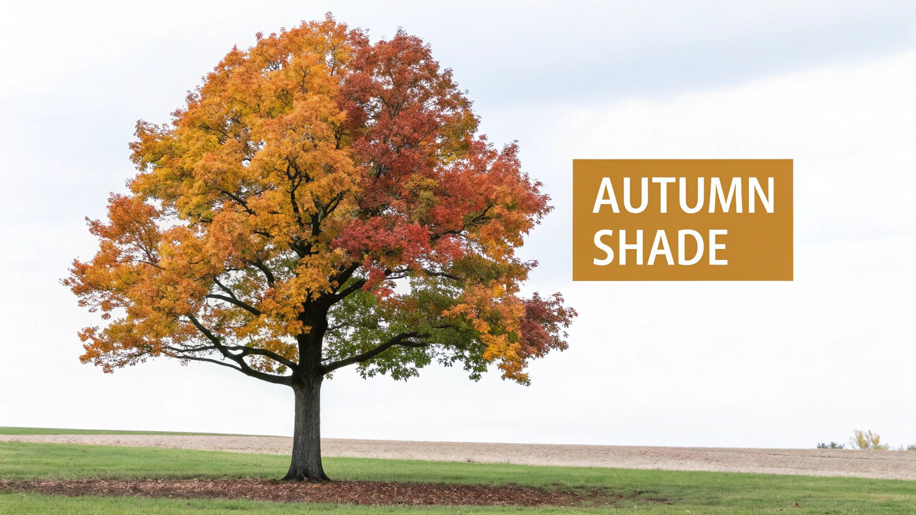 Texas Red Oak (Quercus buckleyi)