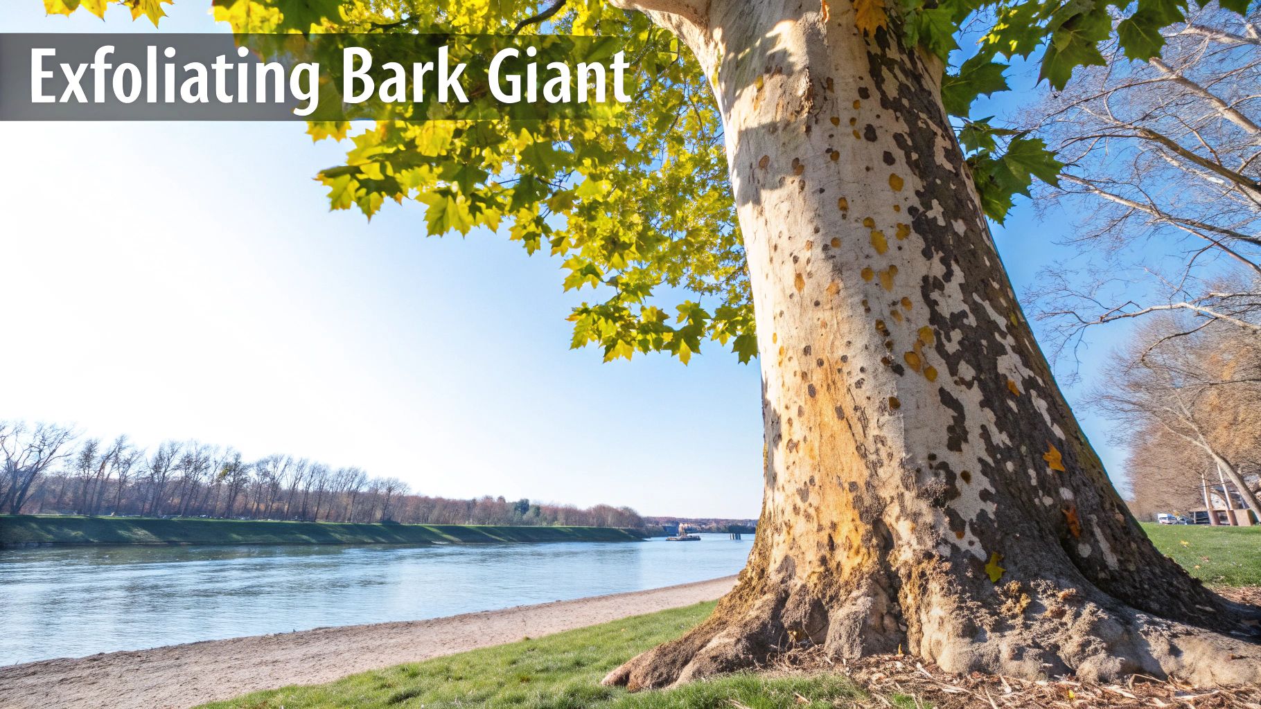 Sycamore (Platanus occidentalis)