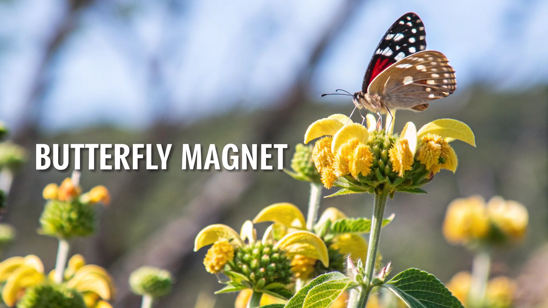 Turk's Cap (Malvaviscus arboreus var. drummondii)