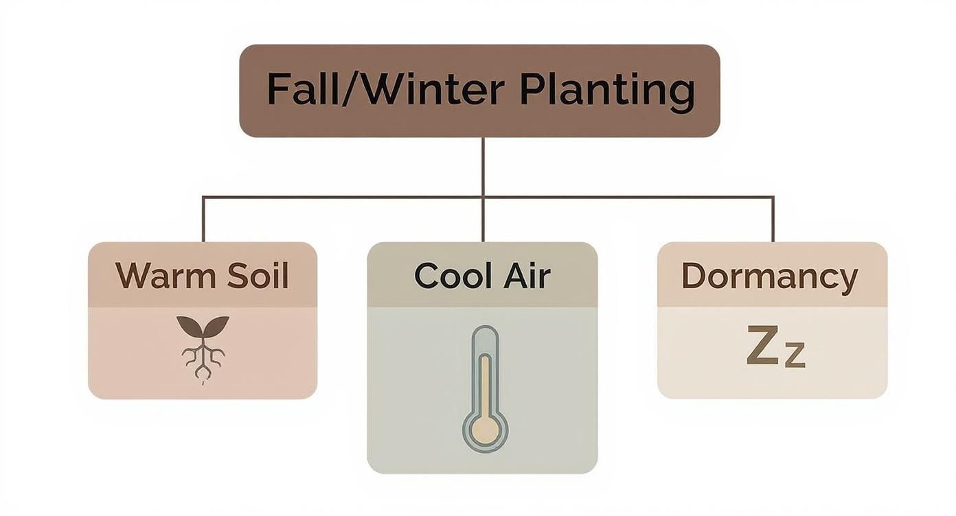 Infographic about best time to plant trees in texas