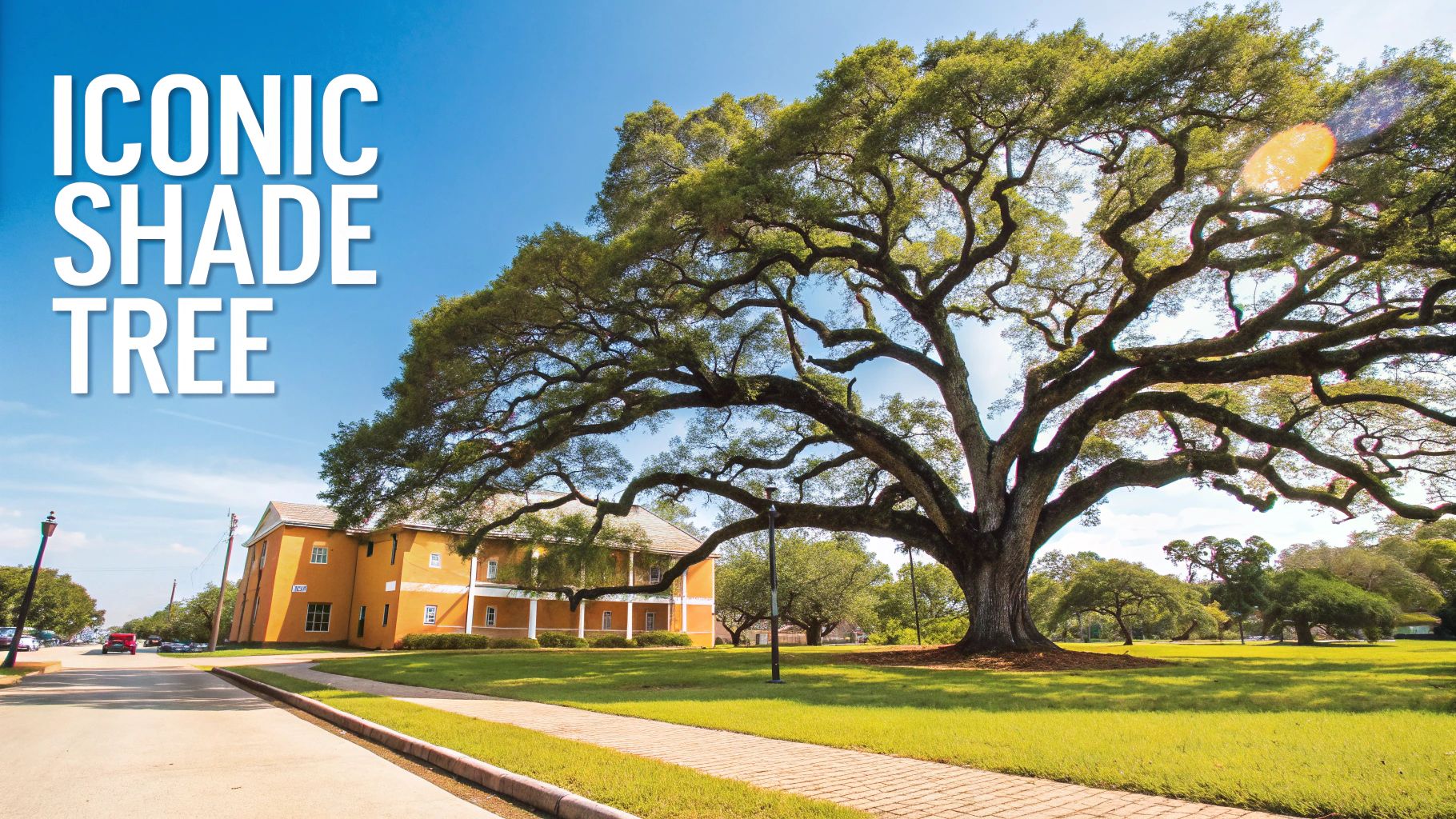 Live Oak (Quercus virginiana)