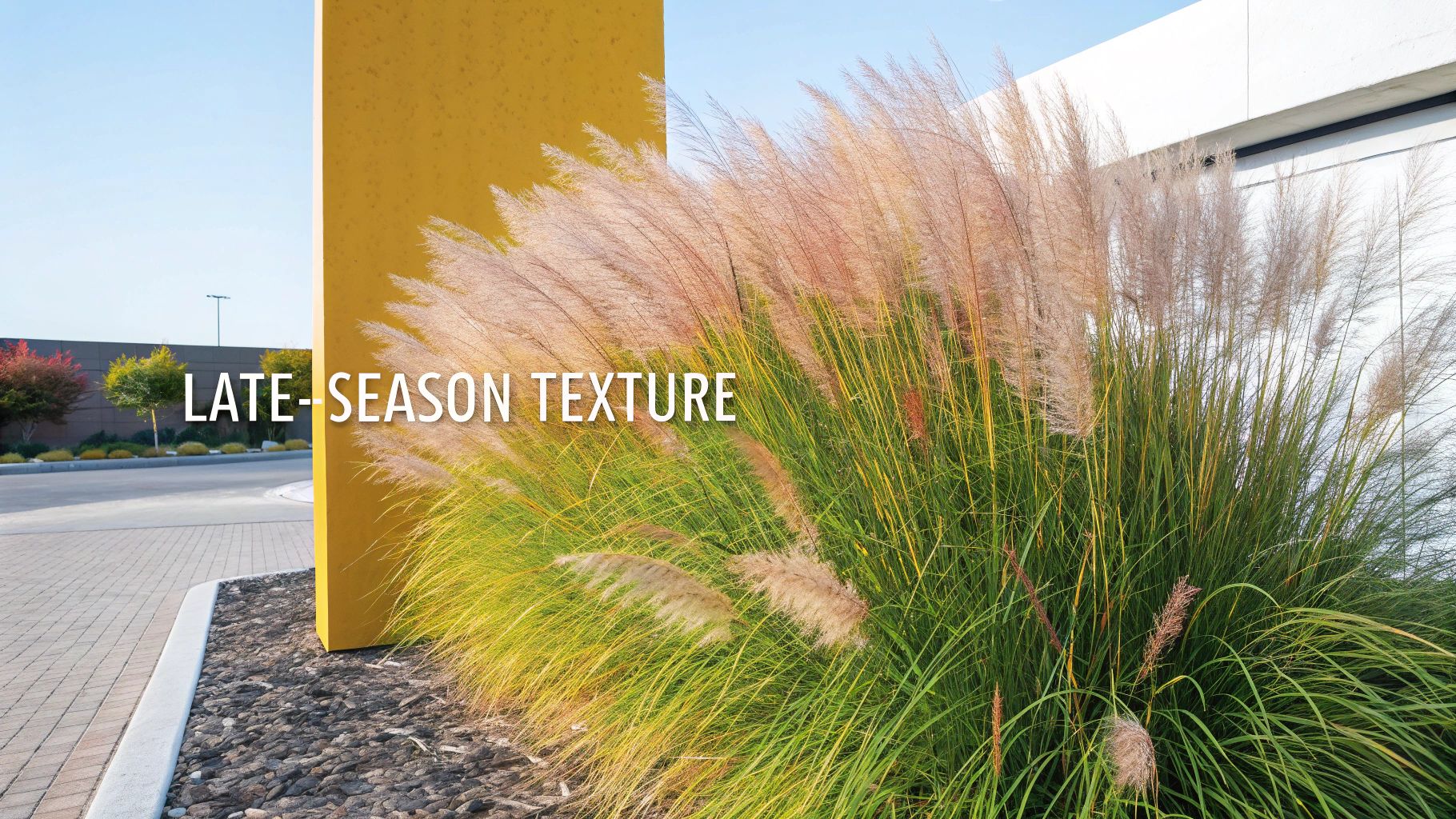 Lindheimer Muhly (Muhlenbergia lindheimeri)