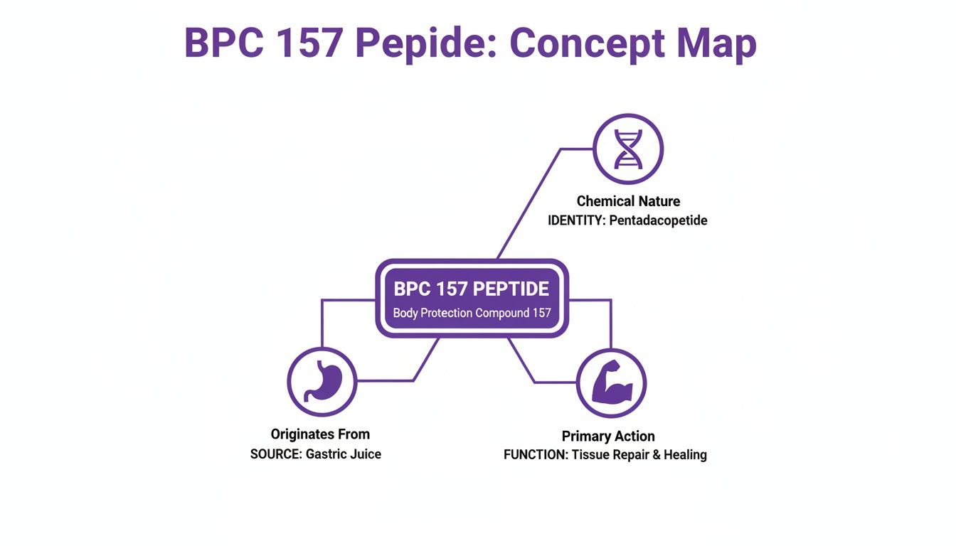 Concept map illustrating BPC 157 Peptide's chemical nature, origin from gastric juice, and function in tissue repair.