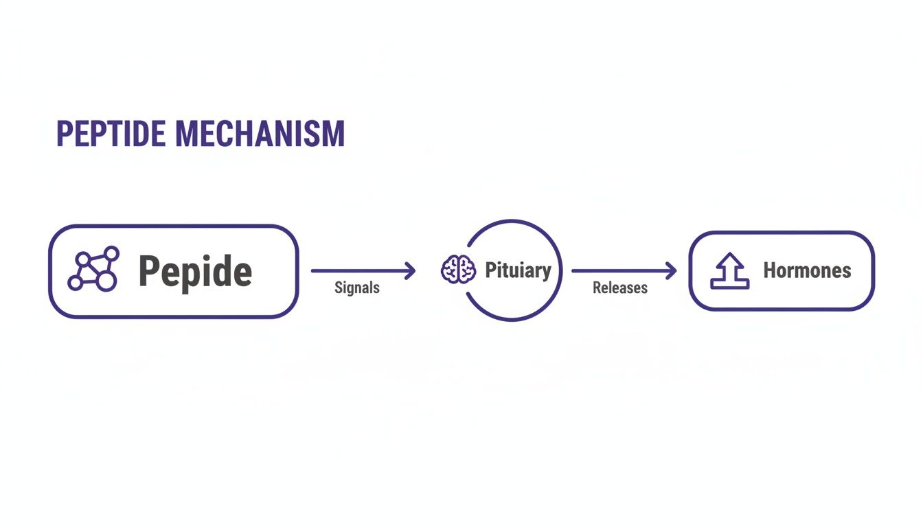 Diagram illustrating the peptide mechanism: Peptides signal the pituitary gland, which then releases hormones.