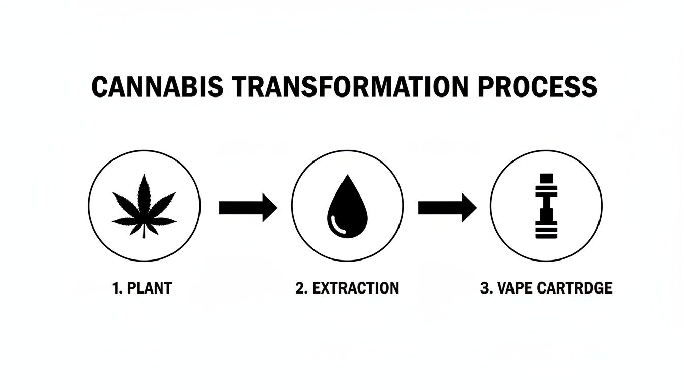 Diagram illustrating the cannabis transformation process from plant to oil extraction to a vape cartridge.