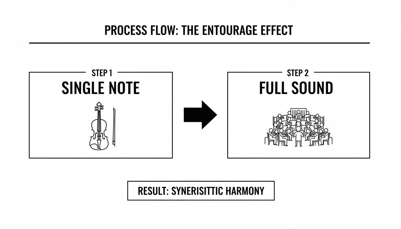 Diagram illustrating the entourage effect: a single violin note evolving into a full orchestral sound, resulting in synergistic harmony.