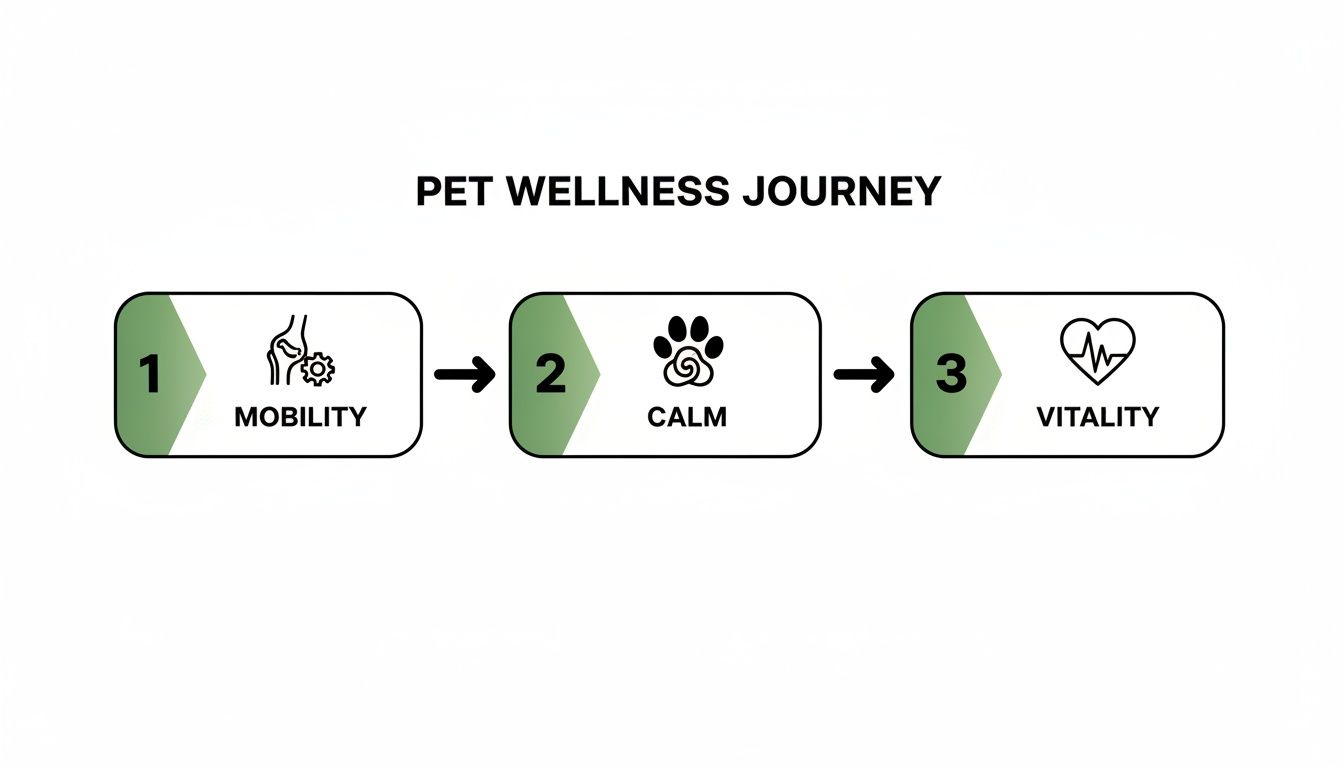 A diagram illustrating a pet wellness journey with three steps: Mobility, Calm, and Vitality.