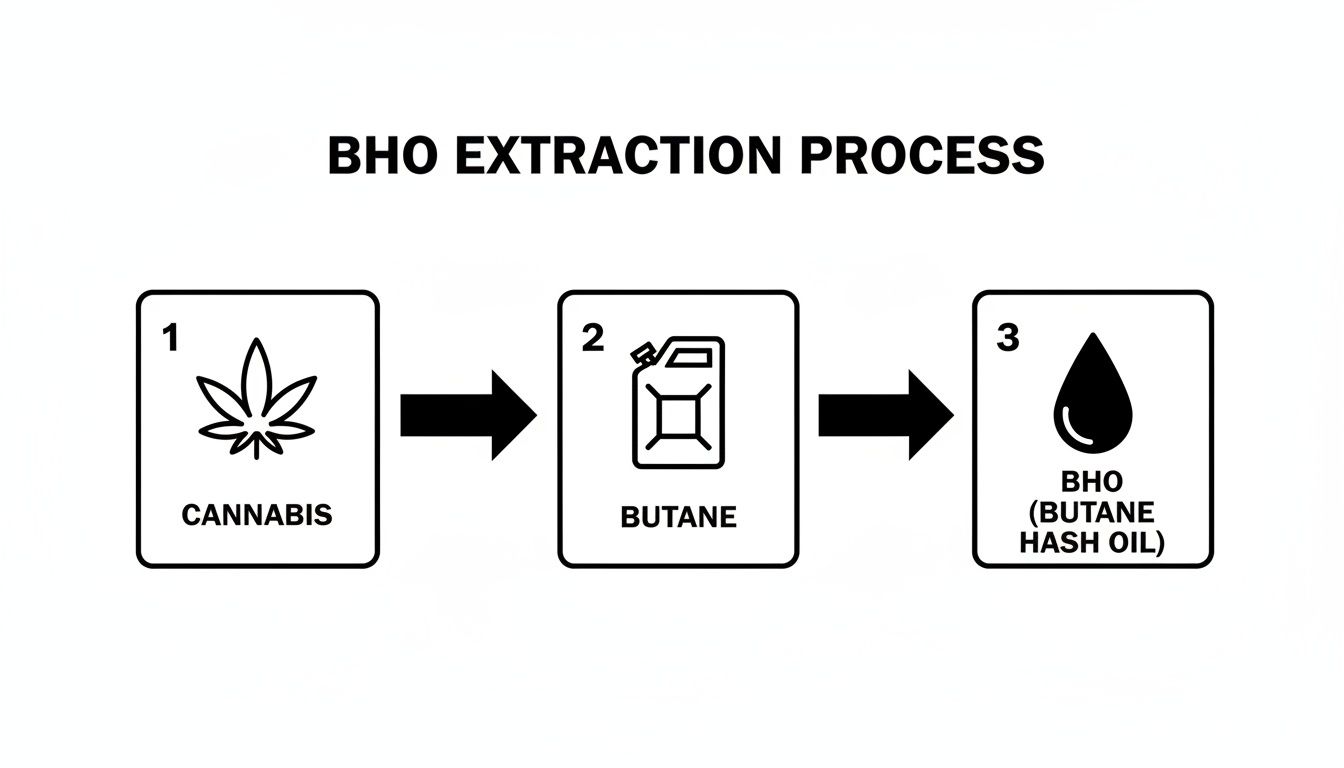 Diagram illustrating the BHO extraction process, showing cannabis, butane, and the resulting hash oil.
