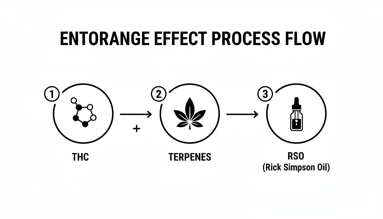 Diagram showing the Entourage Effect process: THC and Terpenes combine to create Rick Simpson Oil.