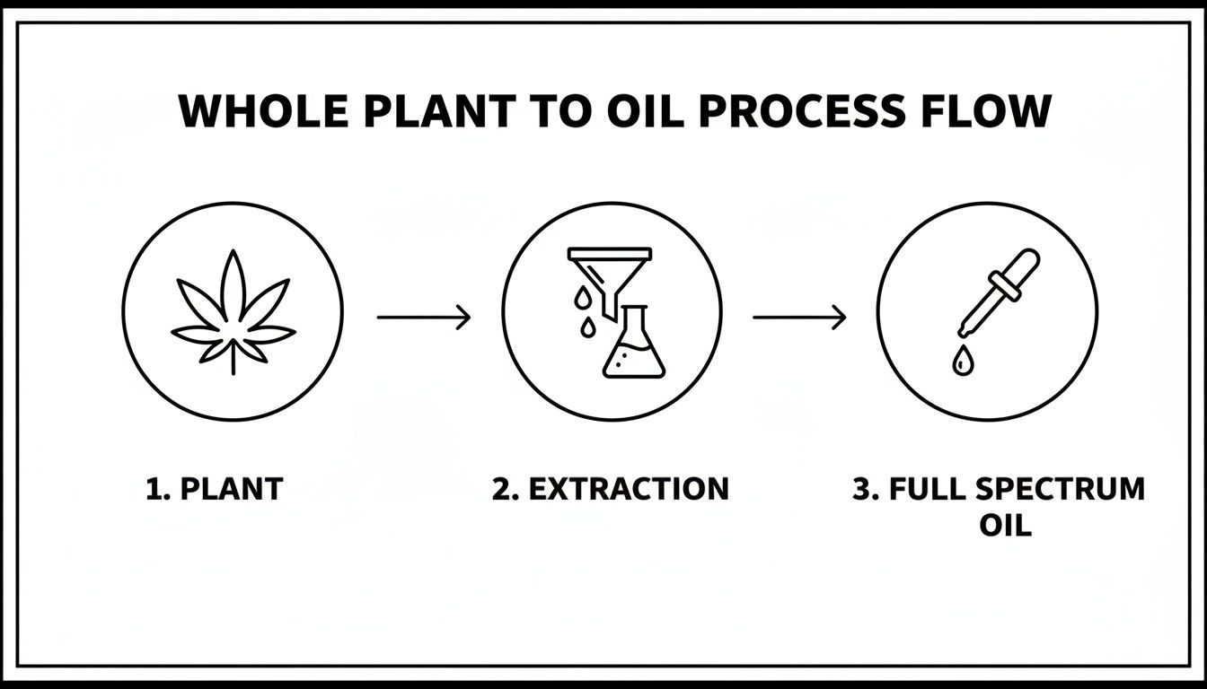 Flow chart detailing the whole plant to full spectrum oil extraction process in three steps.