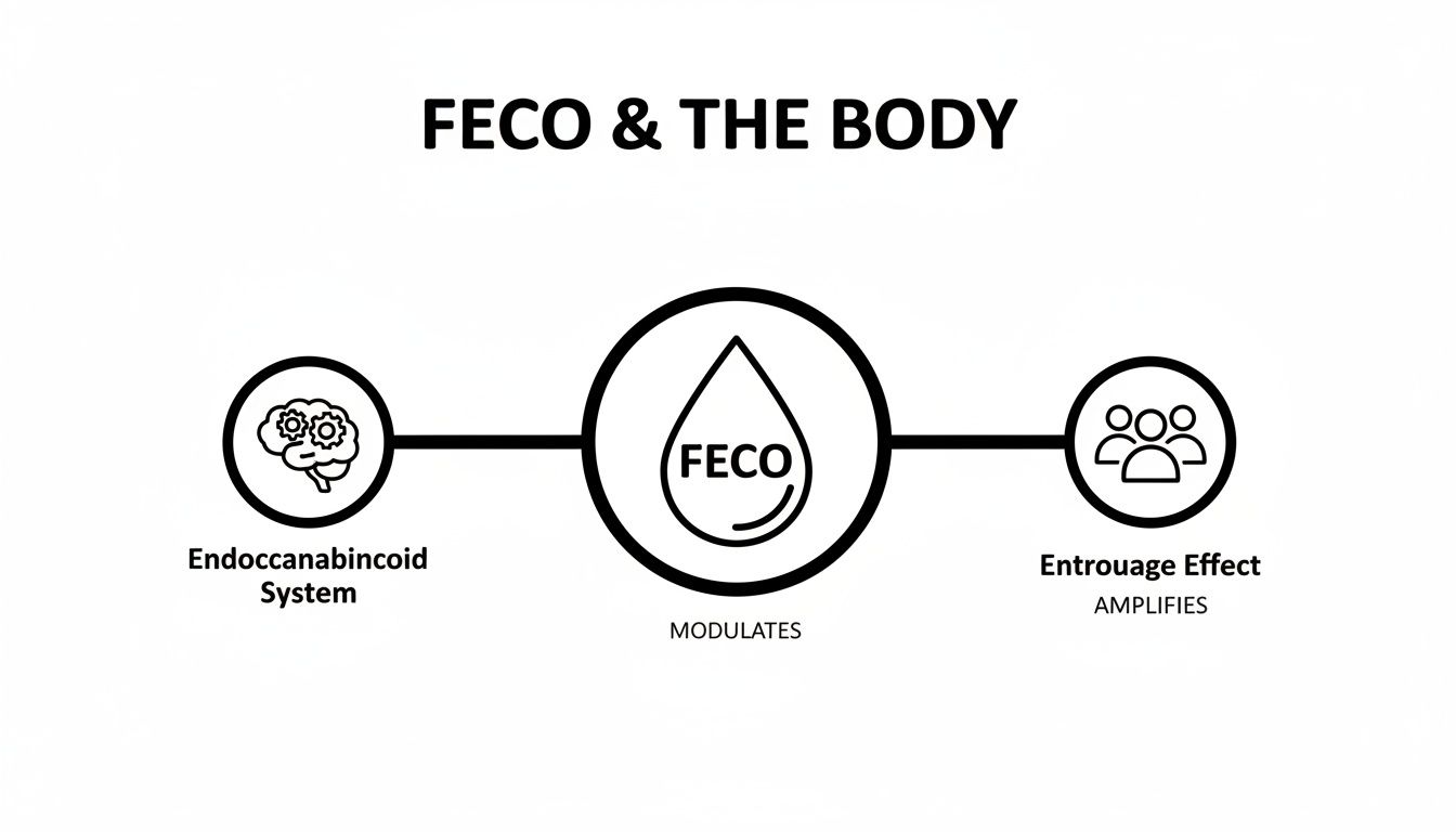 Diagram illustrating how FECO modulates the Endocannabinoid System and amplifies the Entourage Effect in the body.