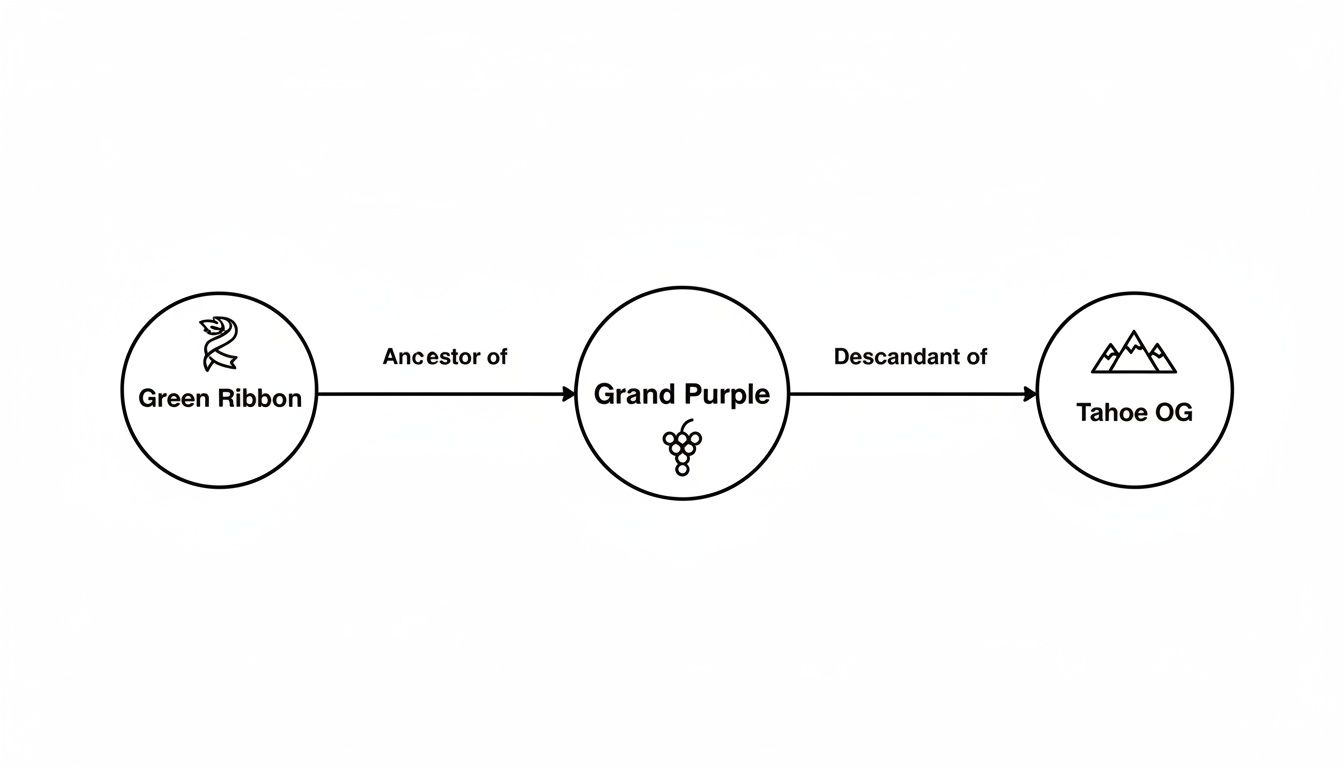 Diagram showing Green Ribbon as ancestor of Grand Purple, and Grand Purple as descendant of Tahoe OG.