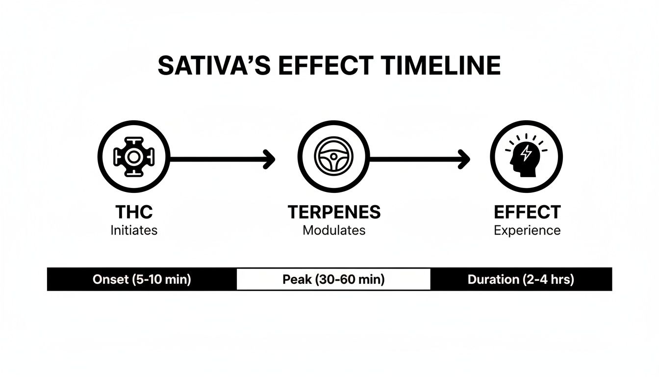 Infographic illustrating Sativa's effect timeline: THC initiates, Terpenes modulate, leading to the experience of effect, with onset, peak, and duration.