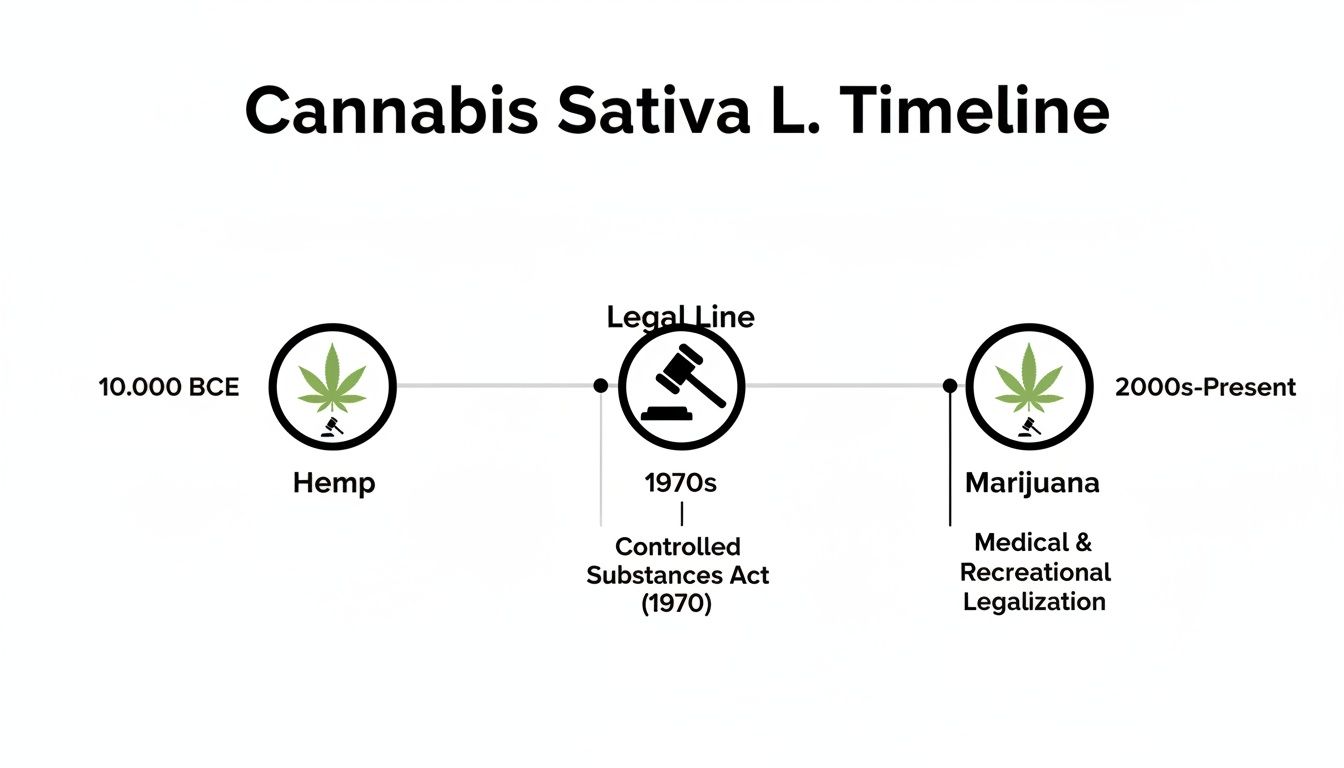 A timeline illustrating the history and legal status of Cannabis Sativa L., from hemp to modern legalization.
