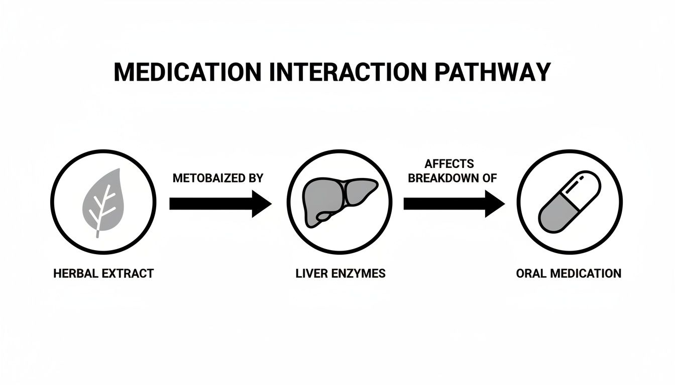 Diagram illustrating how herbal extracts are metabolized by liver enzymes, affecting oral medication breakdown.