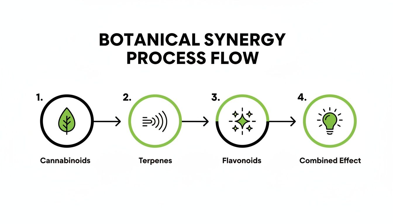 Diagram showing botanical synergy process flow: cannabinoids, terpenes, and flavonoids combining for a combined effect.
