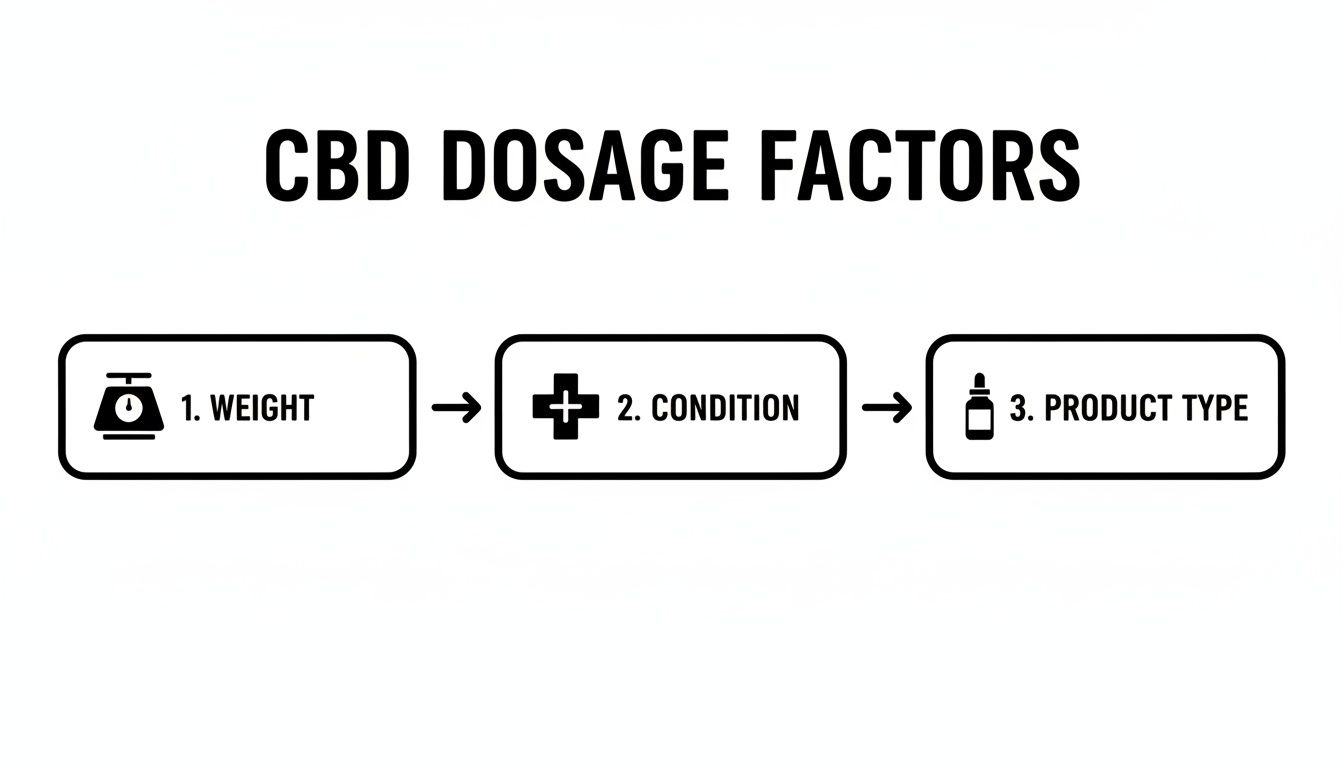 Flowchart illustrating the three main CBD dosage factors: 1. Weight, 2. Condition, and 3. Product Type.