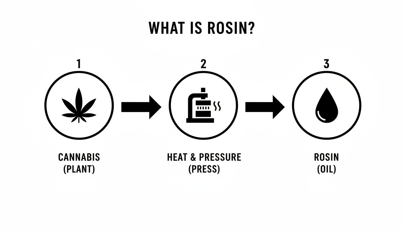 Diagram explaining what rosin is, showing cannabis pressed with heat to produce rosin oil.