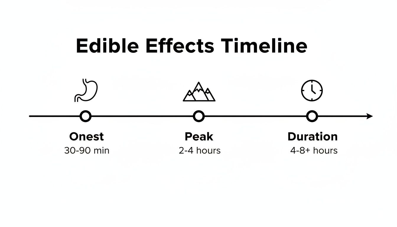Timeline illustrating the onset, peak, and total duration of edible effects in hours.