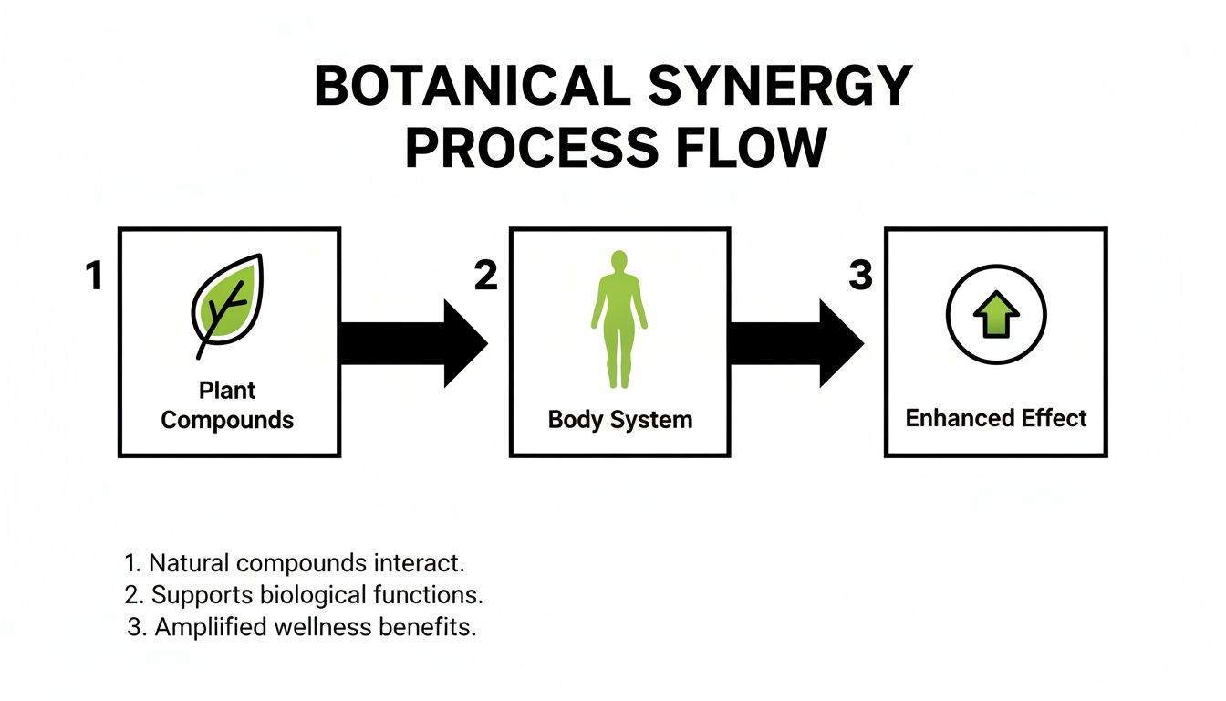 Diagram showing botanical synergy process flow with plant compounds, body system, and enhanced effect.