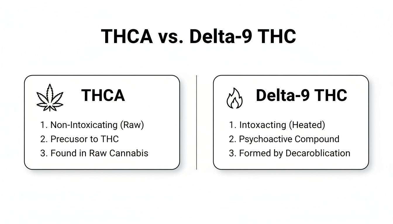 Infographic comparing THCA and Delta-9 THC, detailing their properties, effects, and origins.
