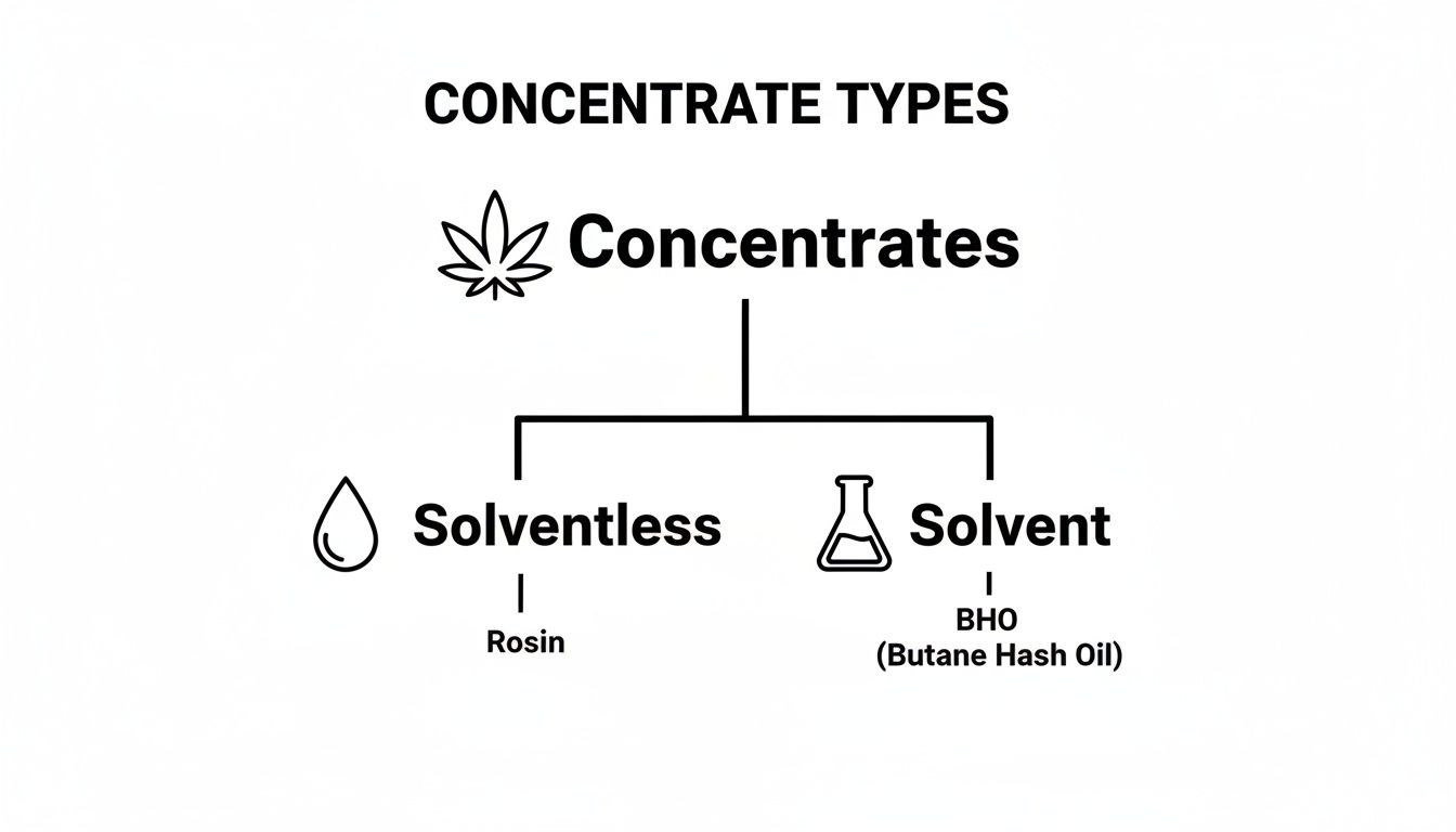A diagram illustrating cannabis concentrate types, showing solventless (Rosin) and solvent (BHO).
