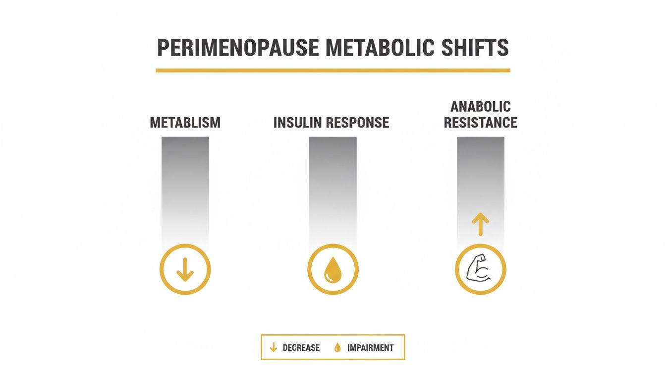 Infographic showing perimenopause metabolic shifts: decreased metabolism, impaired insulin response, and increased anabolic resistance.