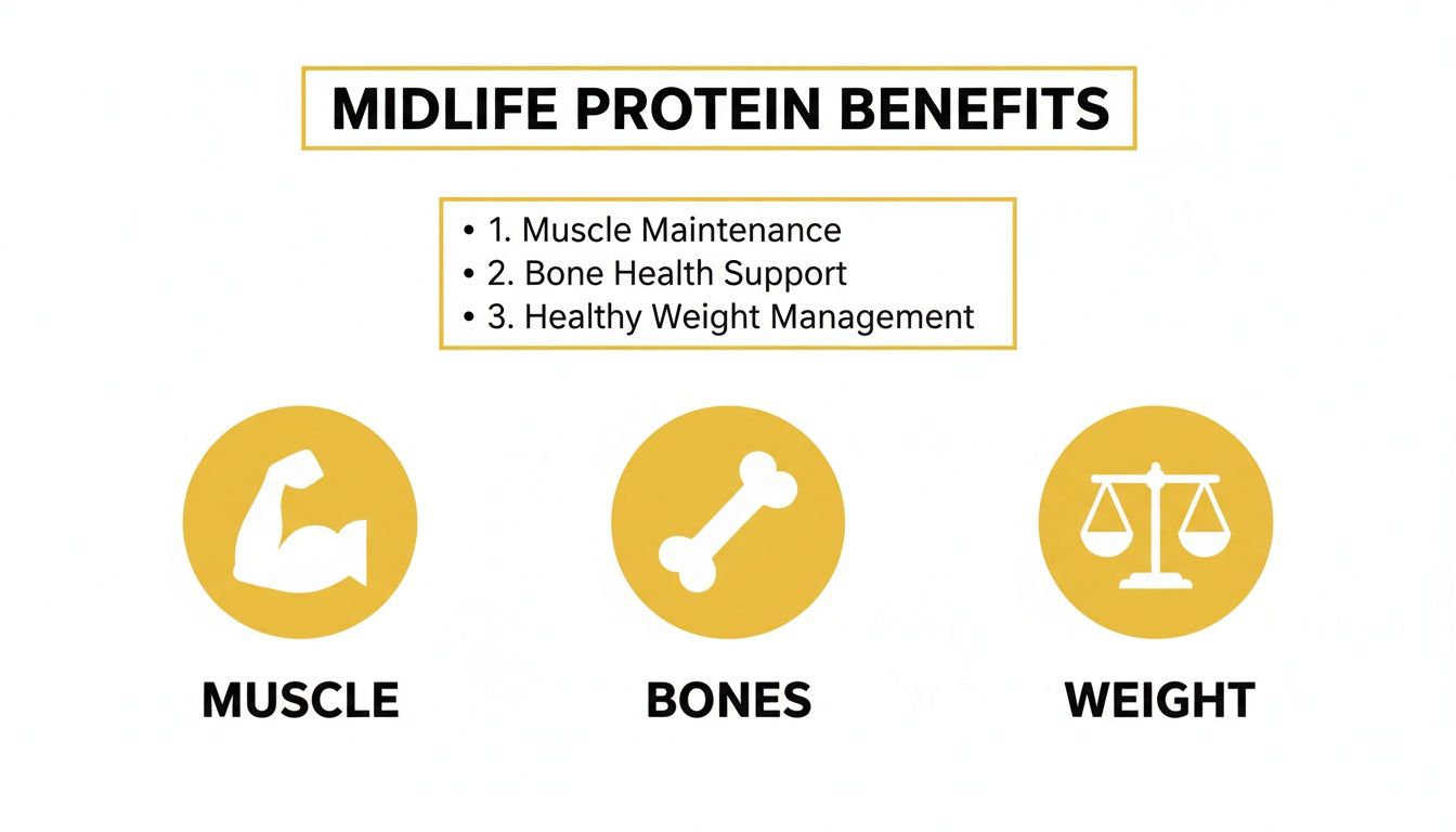 Infographic on midlife protein benefits for muscle maintenance, bone health, and healthy weight management.