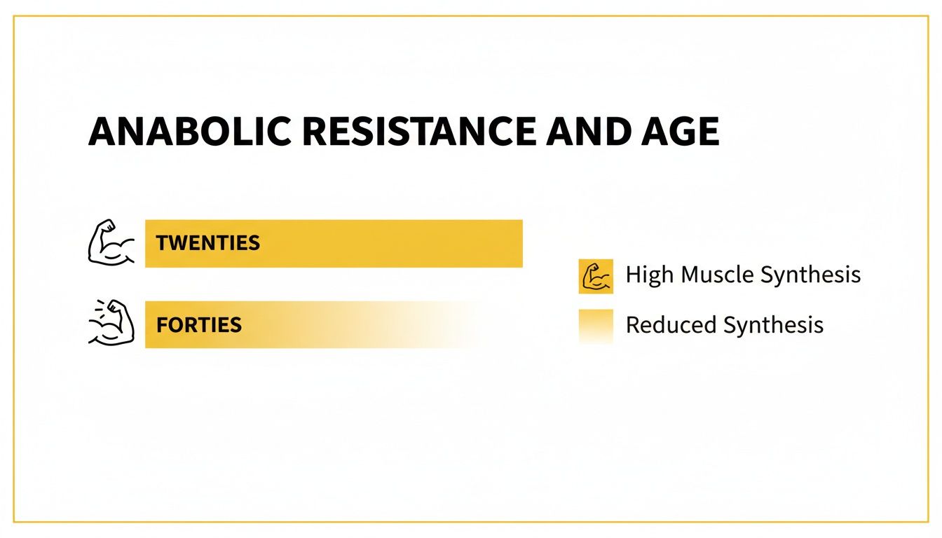 A bar chart illustrating reduced muscle synthesis in Forties compared to Twenties due to age.