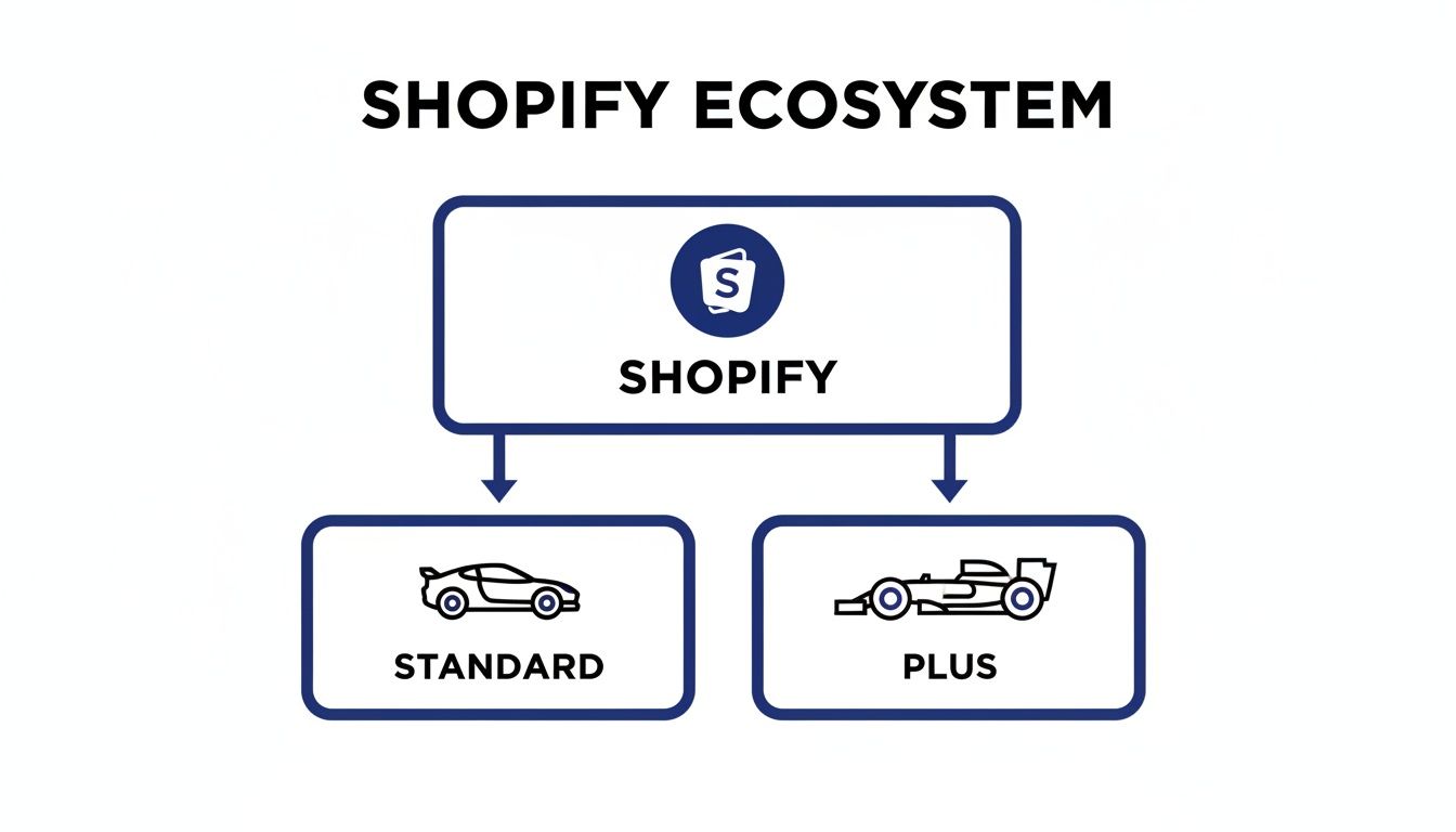 Diagram illustrating the Shopify ecosystem, showing Shopify leading to Standard and Plus plans.
