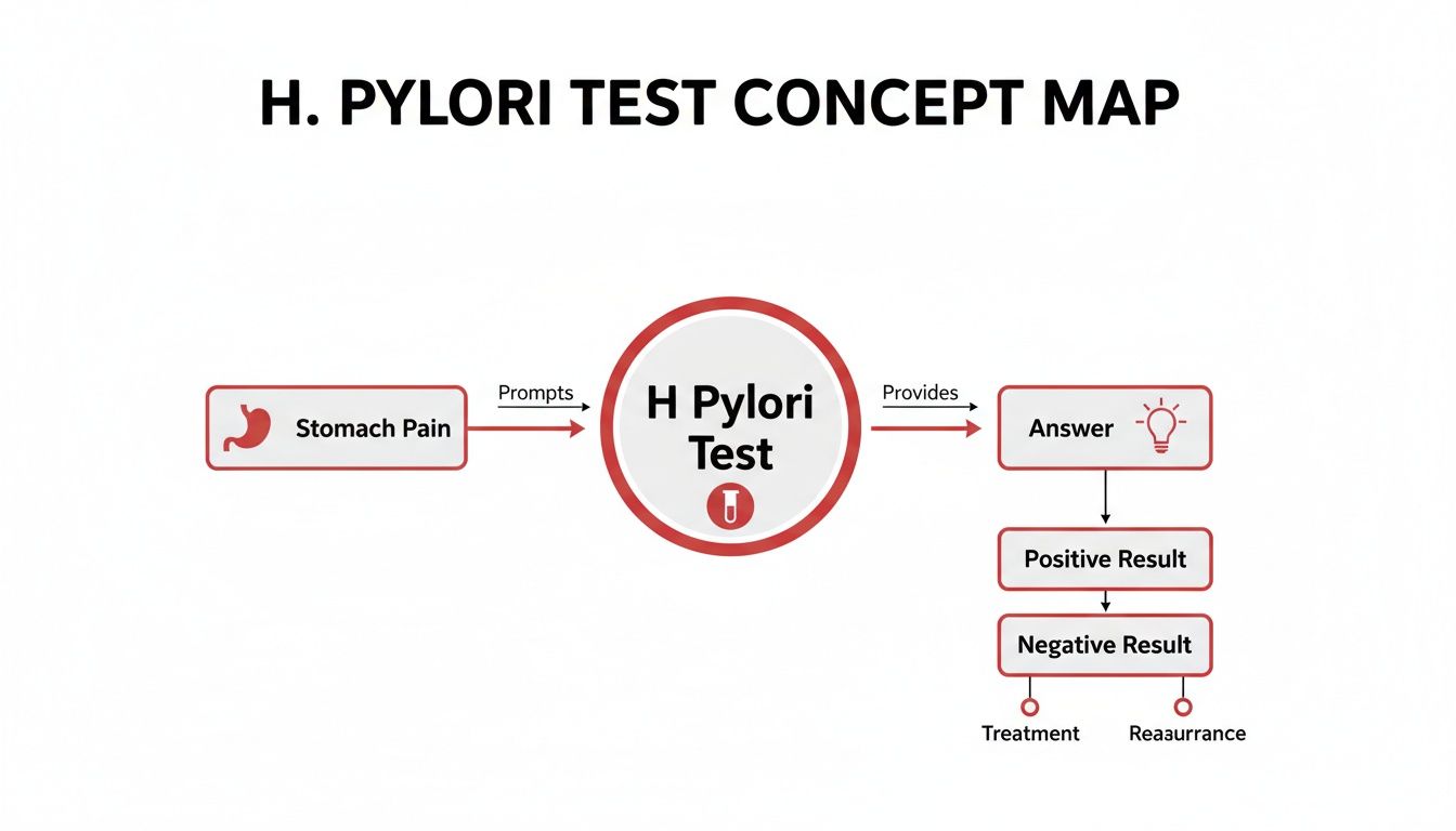 A concept map illustrating the H. Pylori test process from stomach pain to treatment or reassurance.