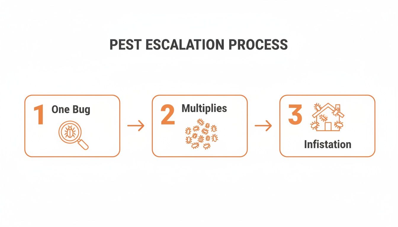 Diagram illustrating the pest escalation process from a single bug to multiplication and eventually an infestation.