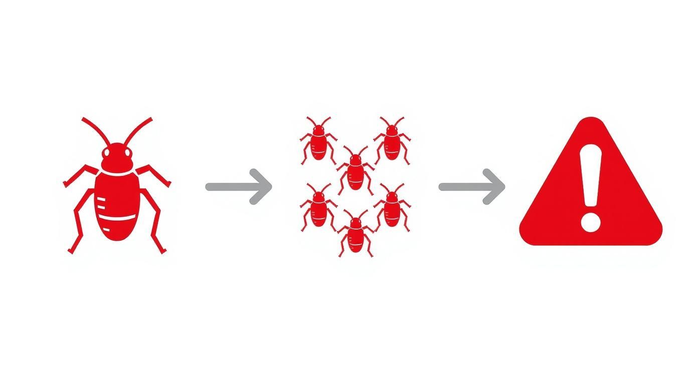 Infographic about emergency pest control near me