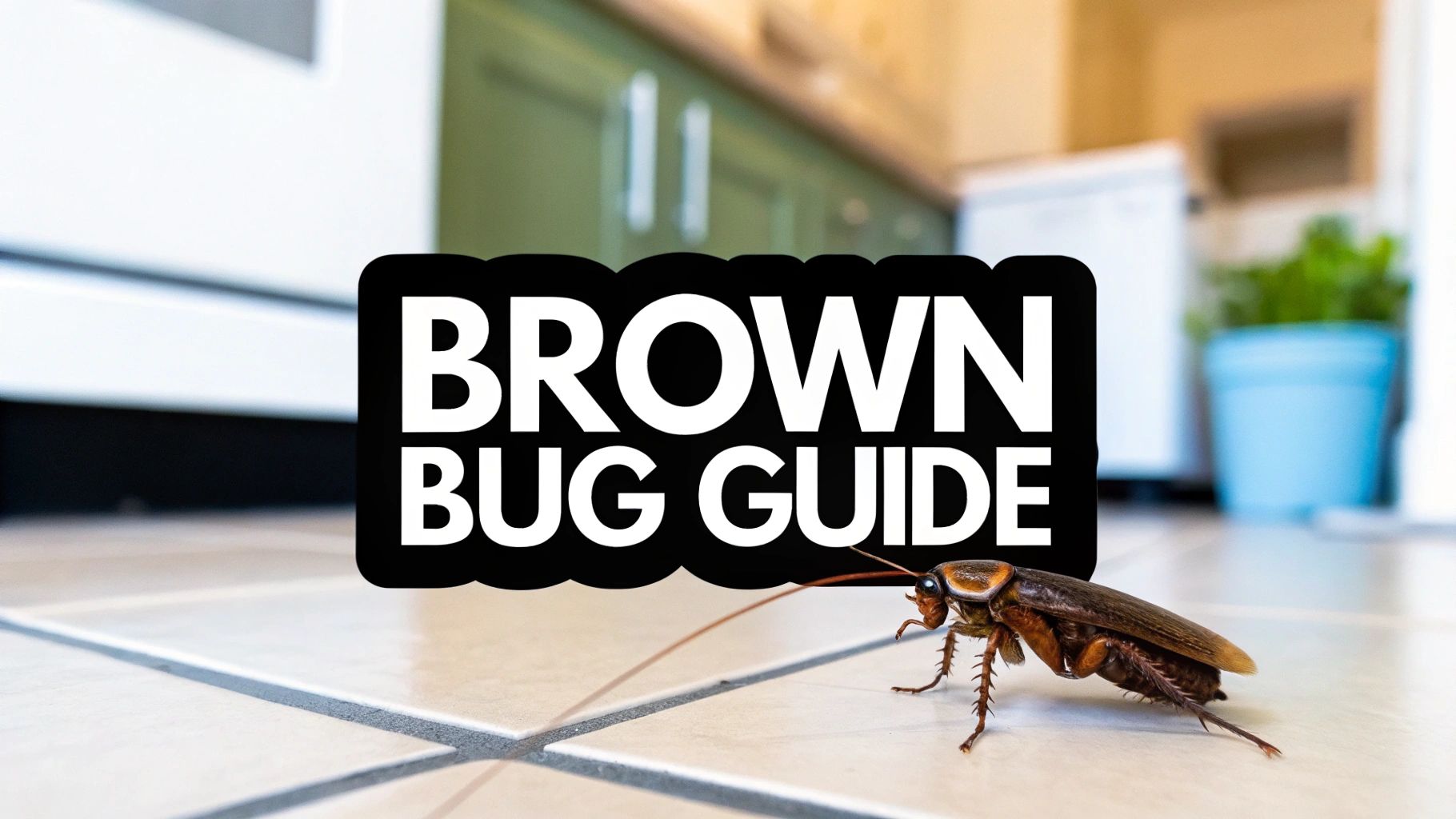What Is This Brown Bug That Looks Like a Roach?