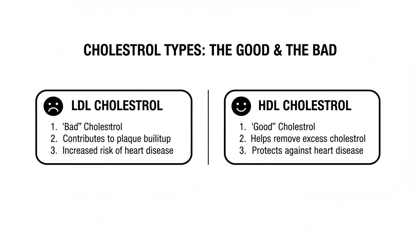 An infographic comparing LDL ('bad') and HDL ('good') cholesterol types and their effects on heart health.
