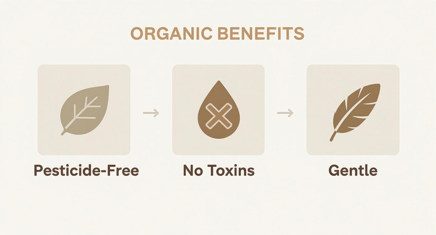 Infographic about affordable organic baby clothes