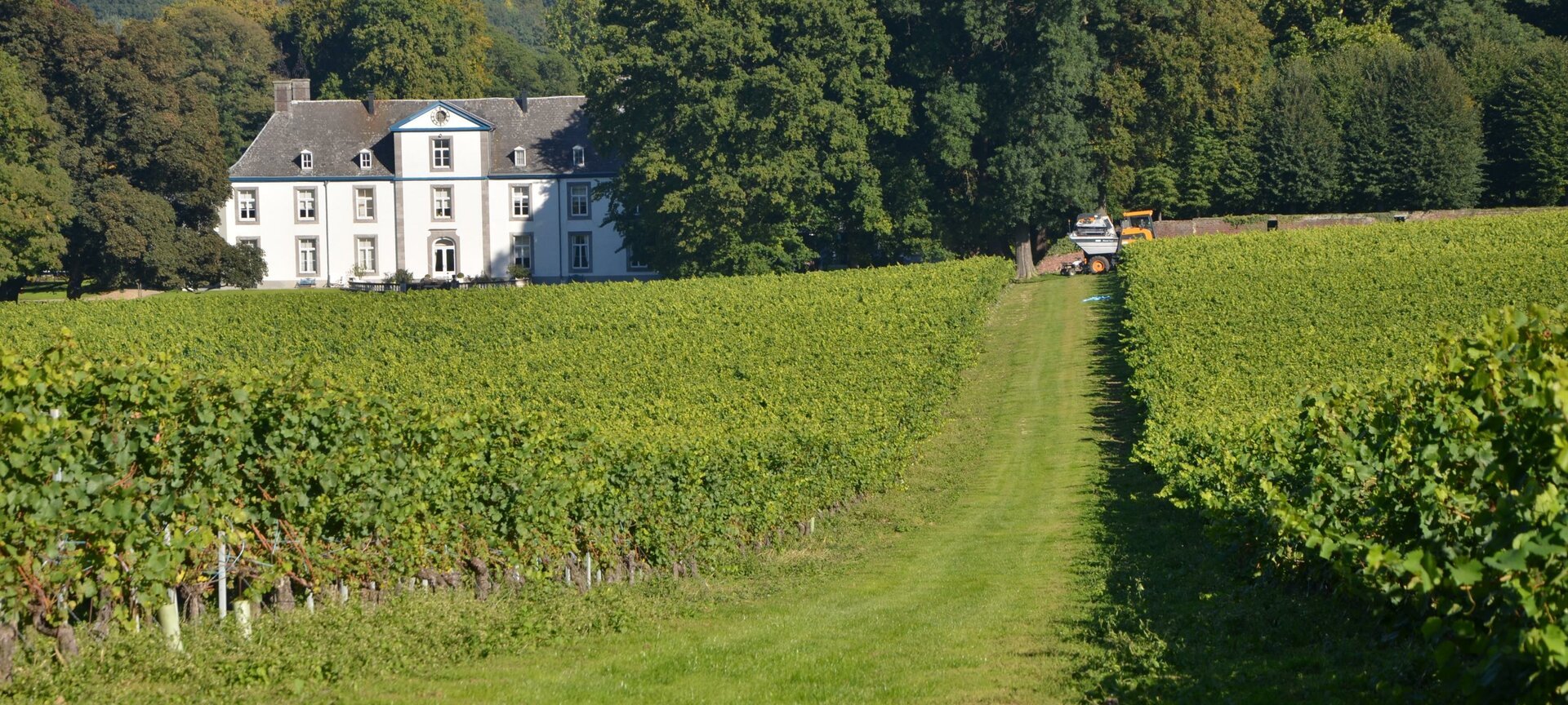 De wijngaarden van het wijnkasteel van België, Genoelselderen