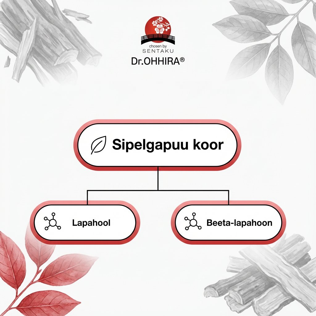 Sipelgapuu koore diagramm, mis näitab selle komponente Lapahooli ja Beeta-lapahooni. Dr.OHHIRA® logo taustal.