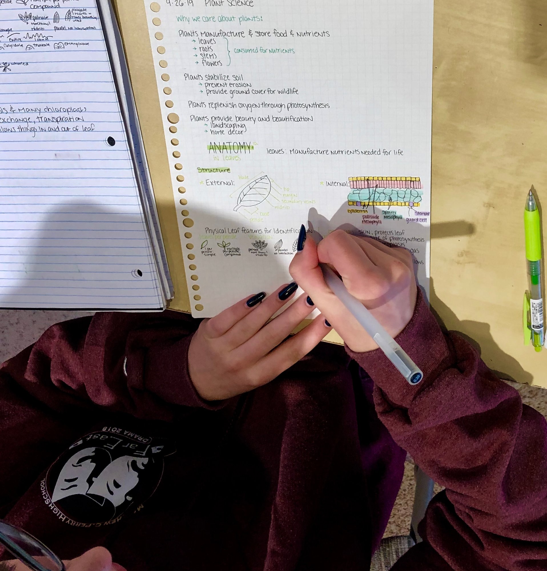 A close-up of a person's hands with dark nail polish writing plant science notes about leaf anatomy.