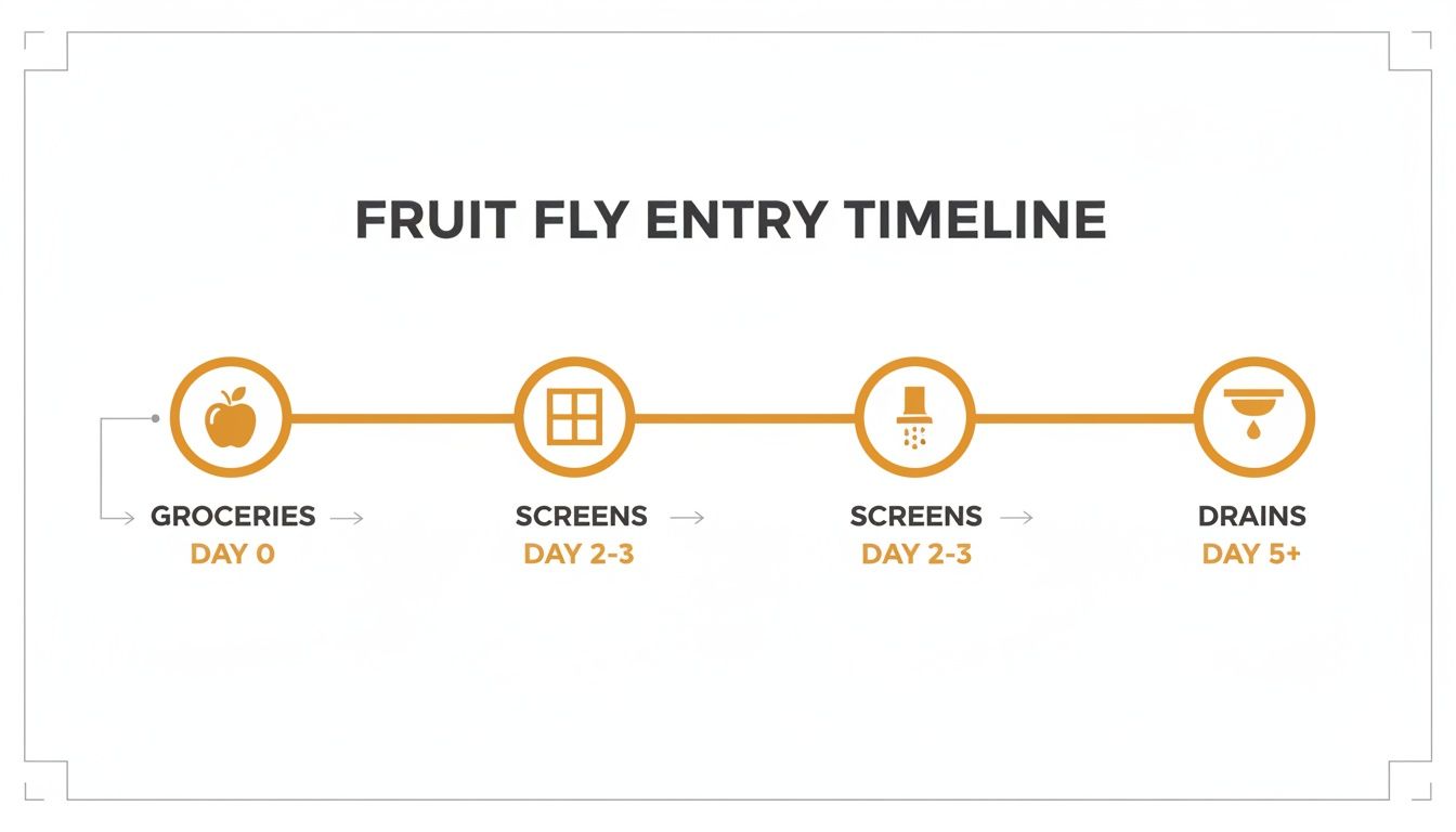 A fruit fly entry timeline showing groceries (day 0), screens (day 2-3), and drains (day 5+).
