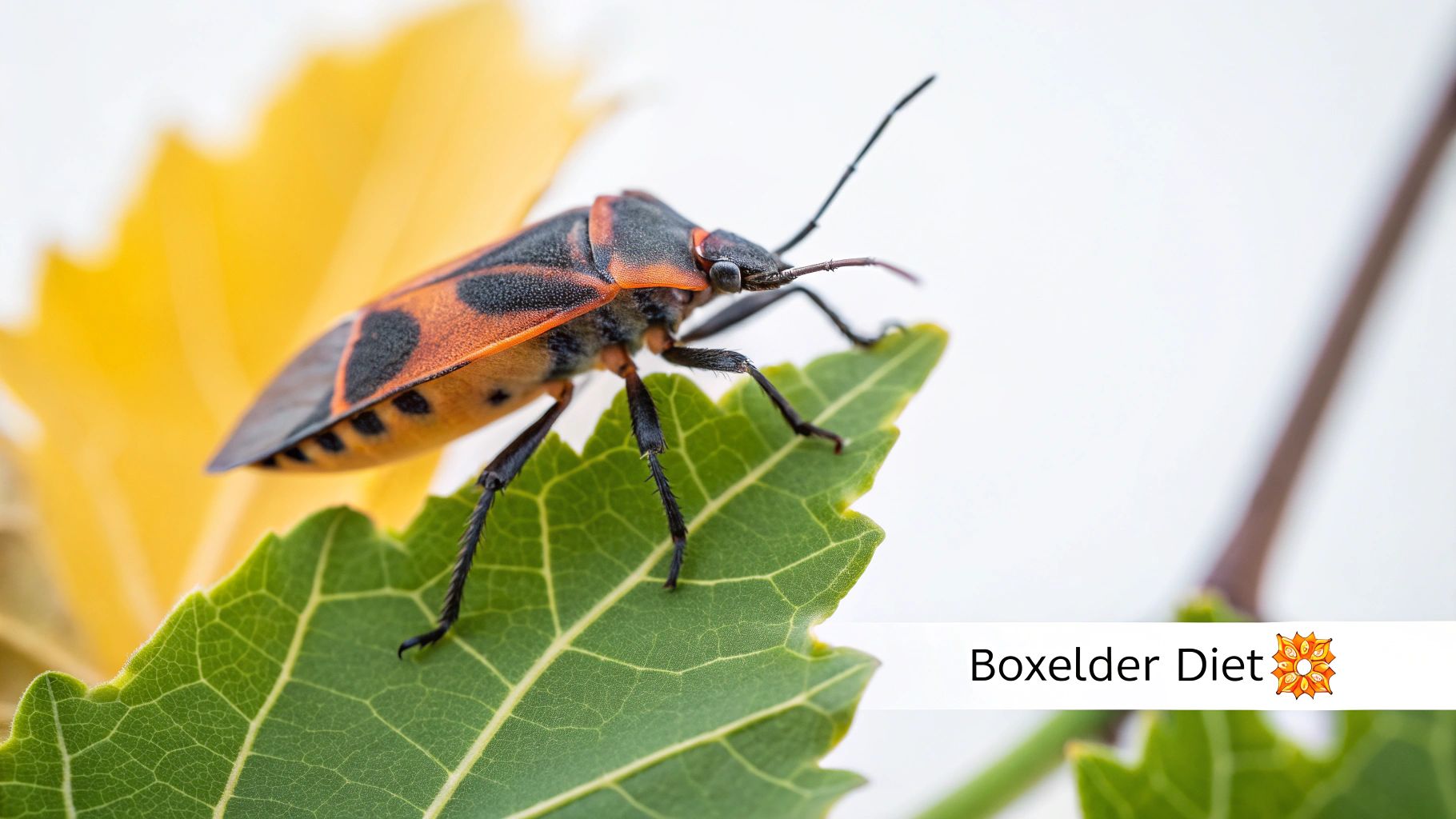 A close-up of a distinct black and red boxelder bug resting on a vibrant green leaf.