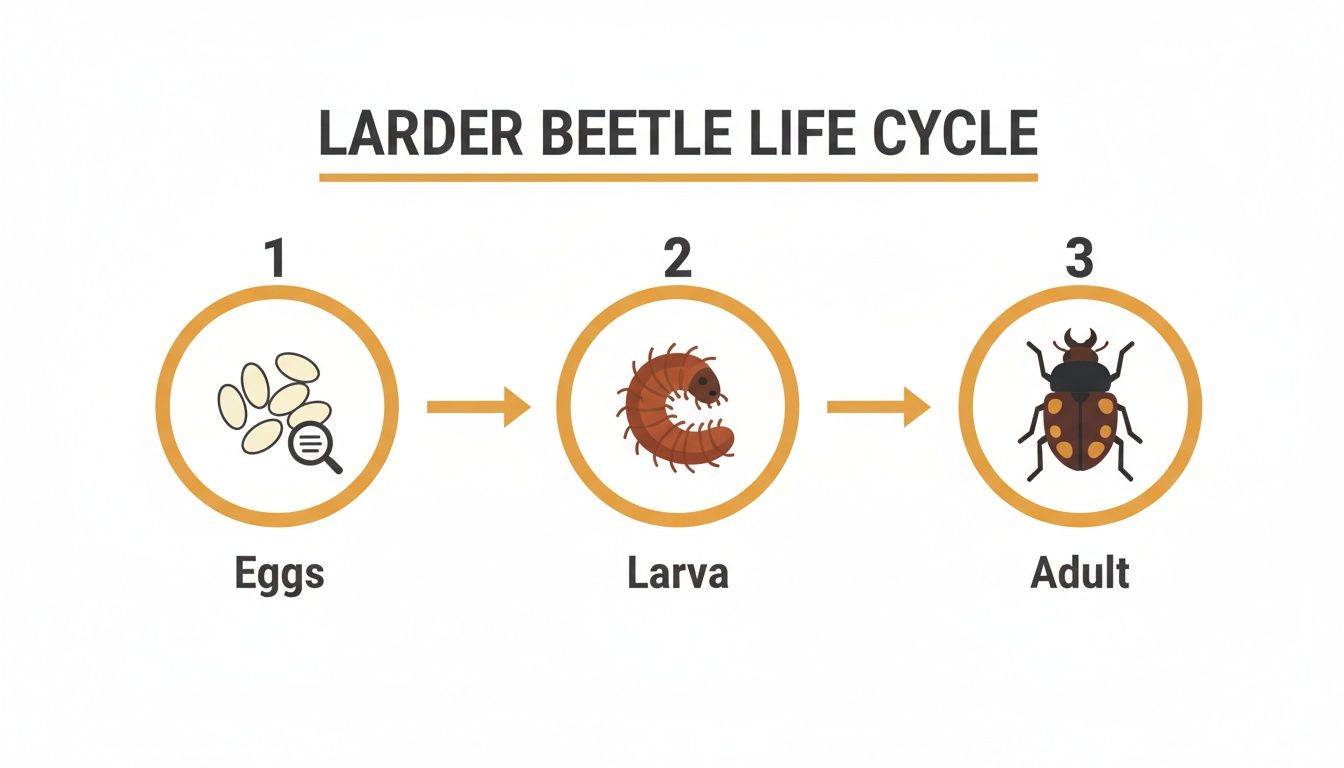 An illustration depicting the Larder Beetle life cycle, showing its stages: eggs, larva, and adult.