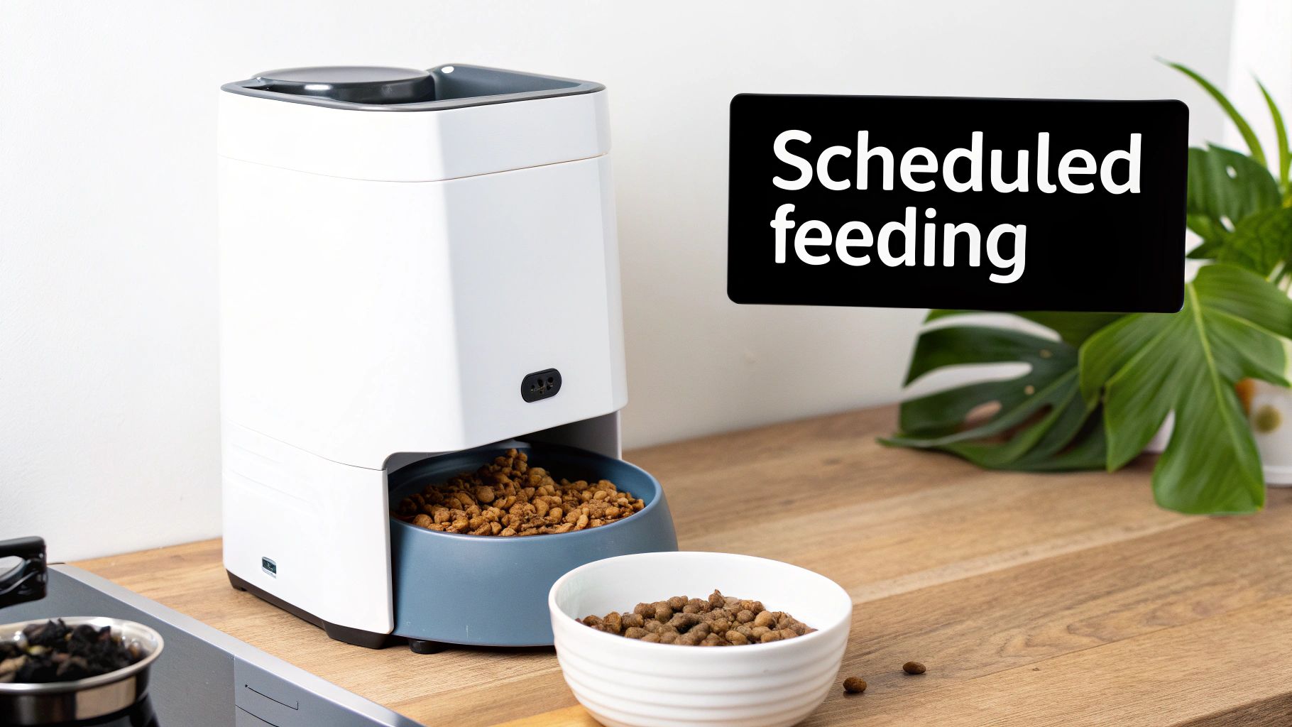 Automatic Feeders and Water Dispensers