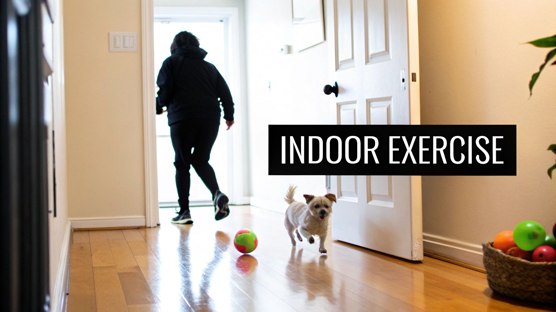 A person in black activewear and a small dog playing with a colorful ball on a wooden floor, with the text "INDOOR EXERCISE".