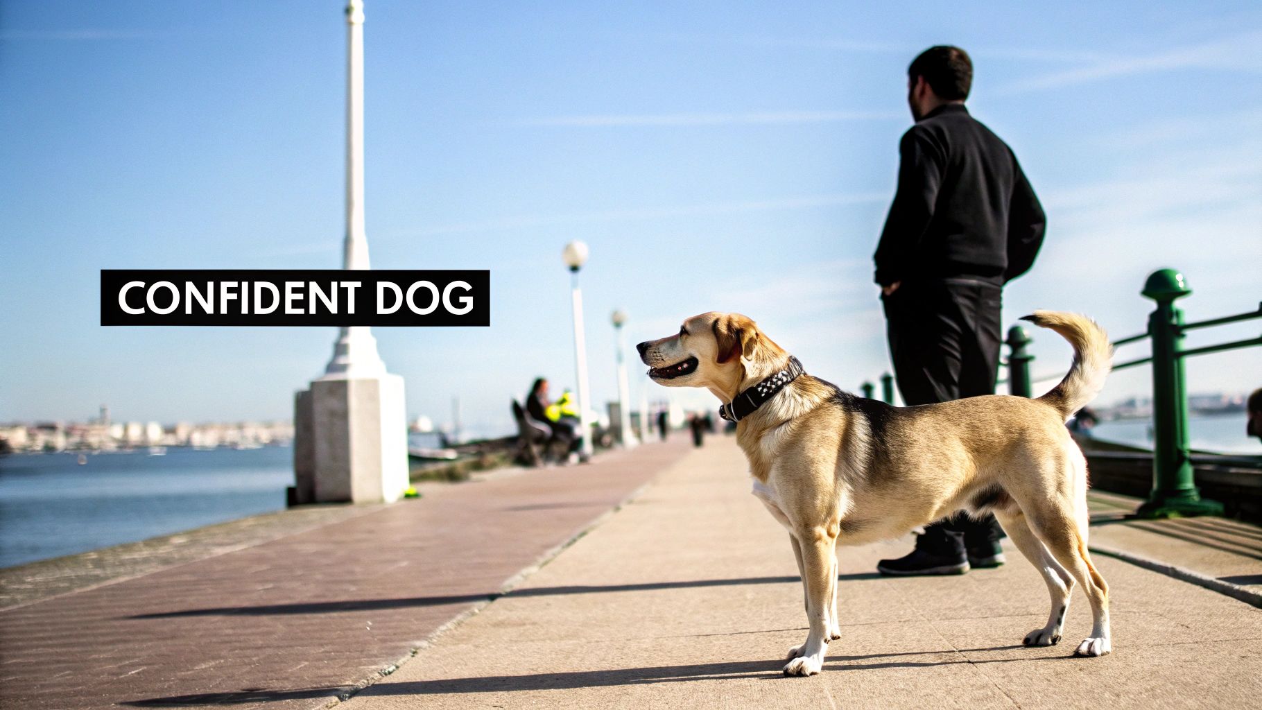 Confident dog standing alert on waterfront promenade with owner nearby on sunny day