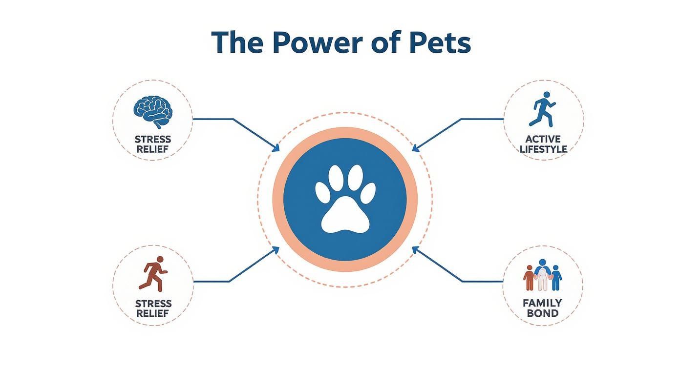 Infographic about power of pets at home