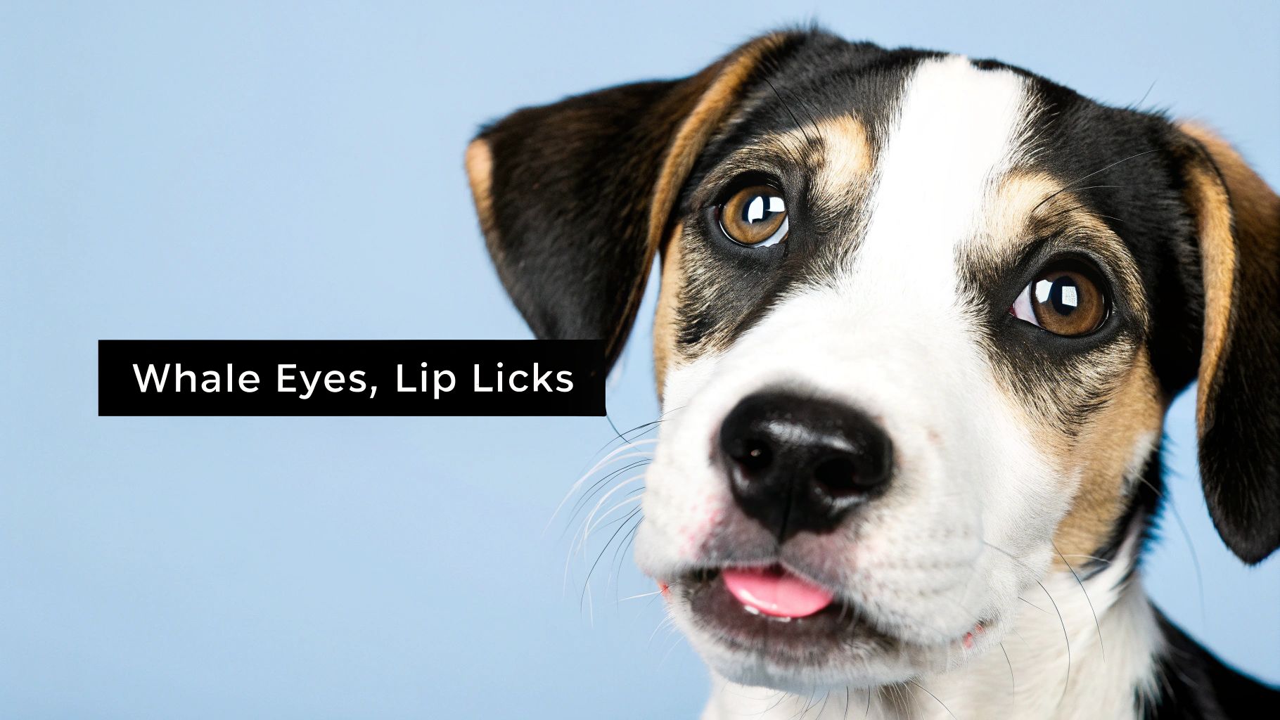 Tri-color dog with wide whale eyes and tongue out showing stress signals