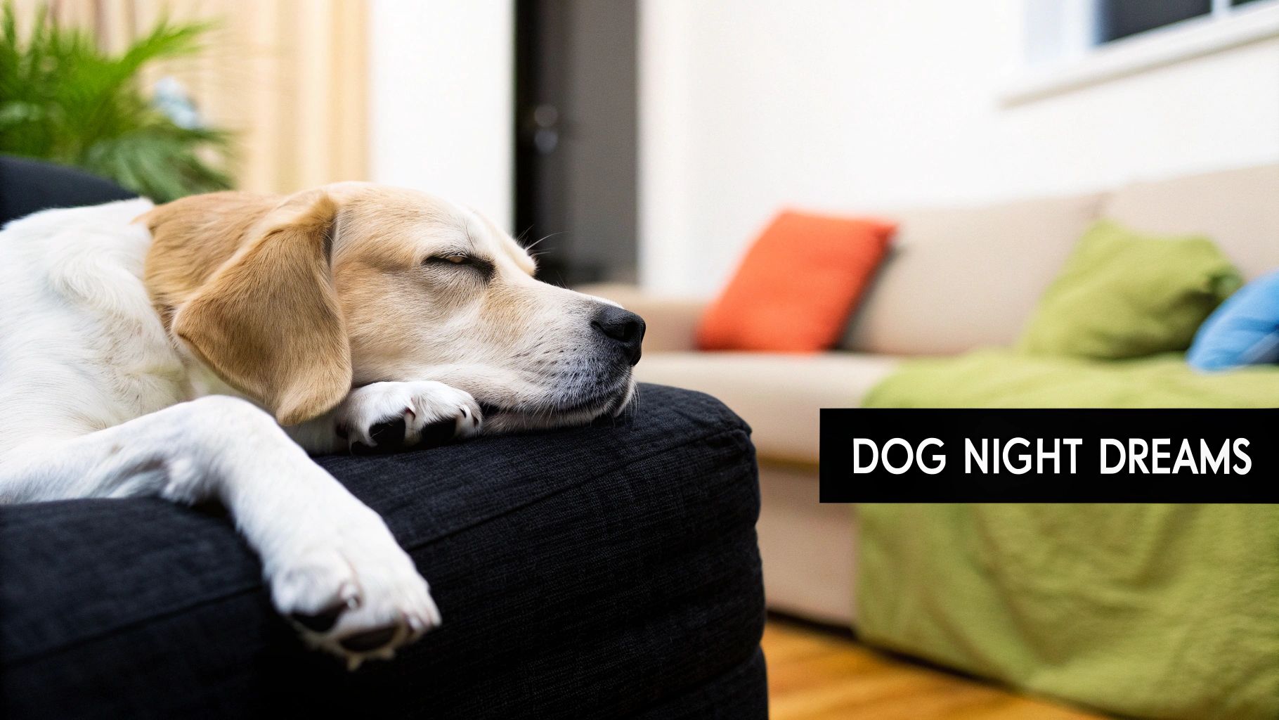 A calm dog sleeping deeply, hinting at the world of dreams.