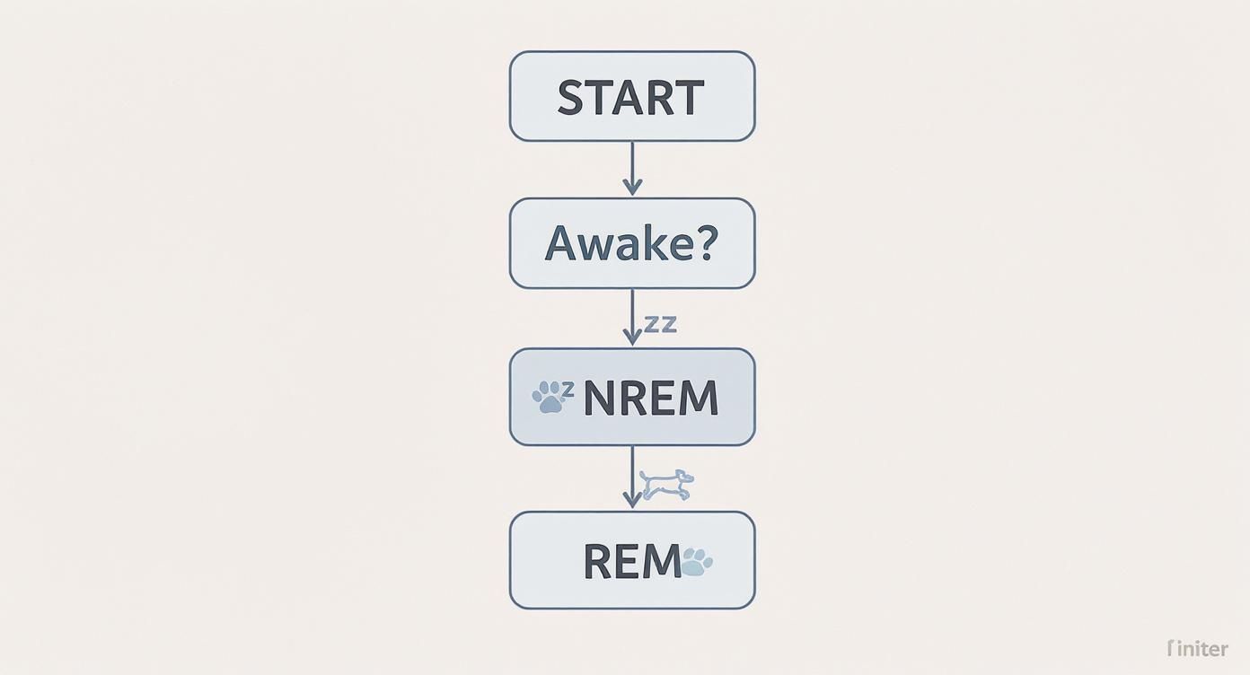 Infographic about do dogs dream
